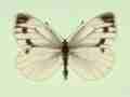 Pieris napi female (aberrant form striata) (Internet Image property of respective owner, non-commercial use only)